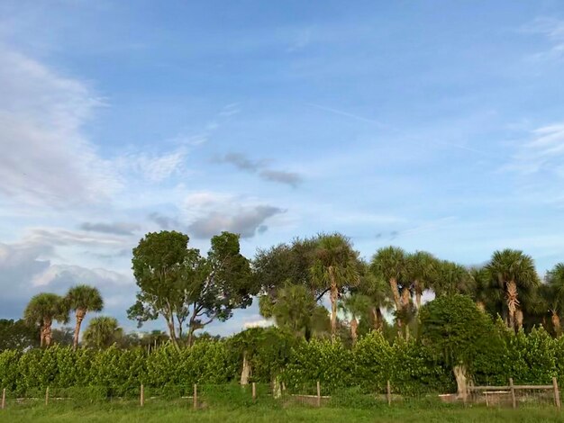 Trees on field against sky