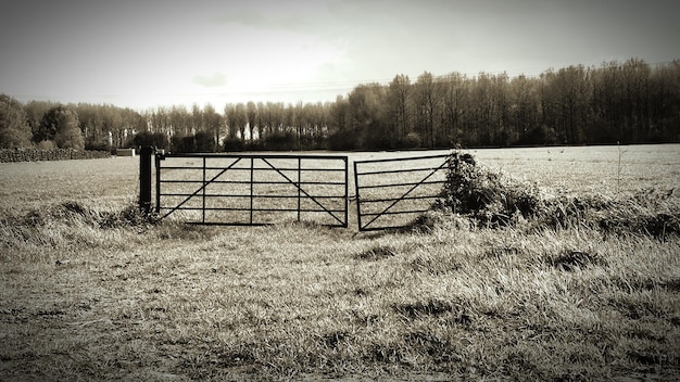 Photo trees on field against sky