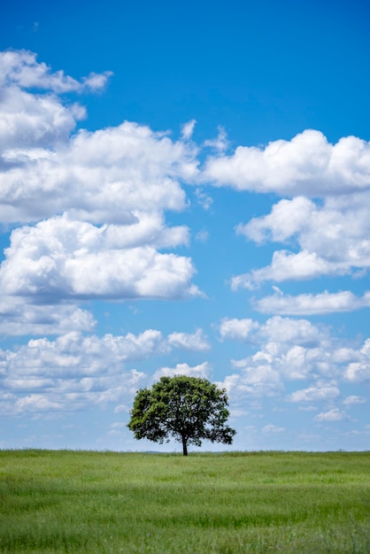 Trees on field against sky