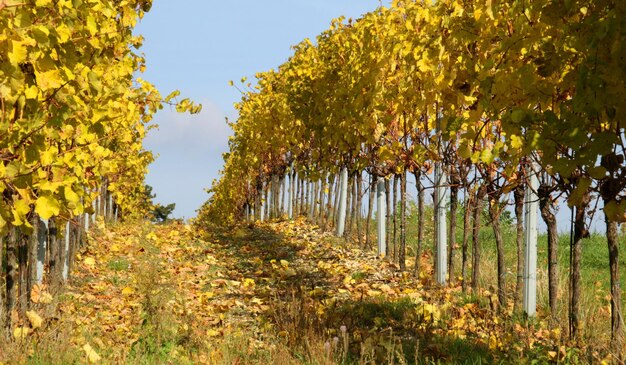 Trees on field against sky