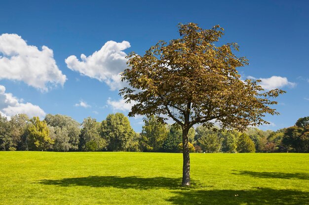 Trees on field against sky