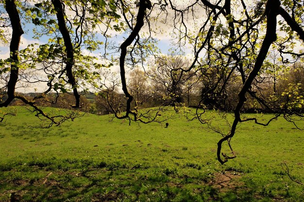 Trees on field against sky