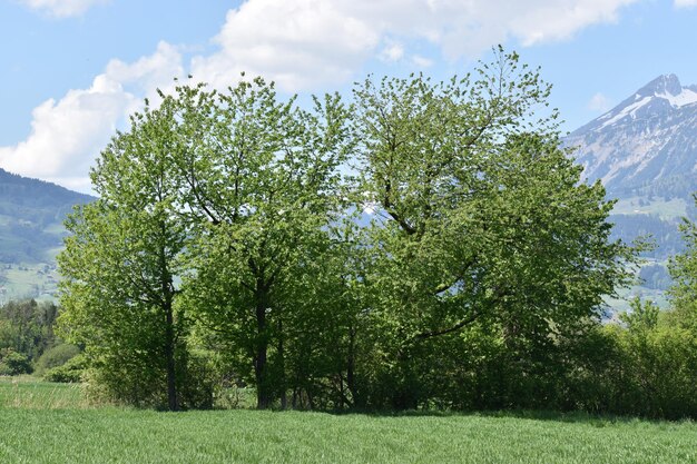 Trees on field against sky