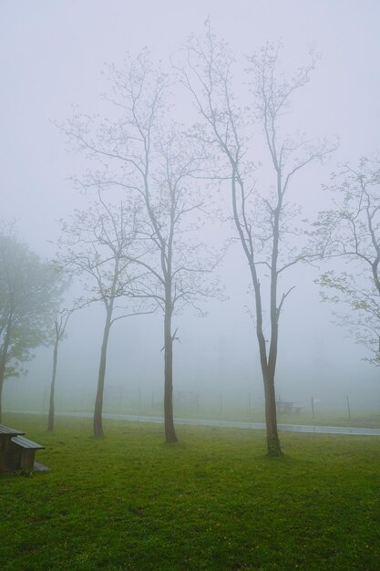 Trees on field against sky