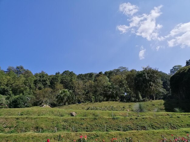 Trees on field against sky