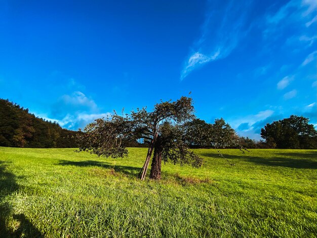 Trees on field against sky