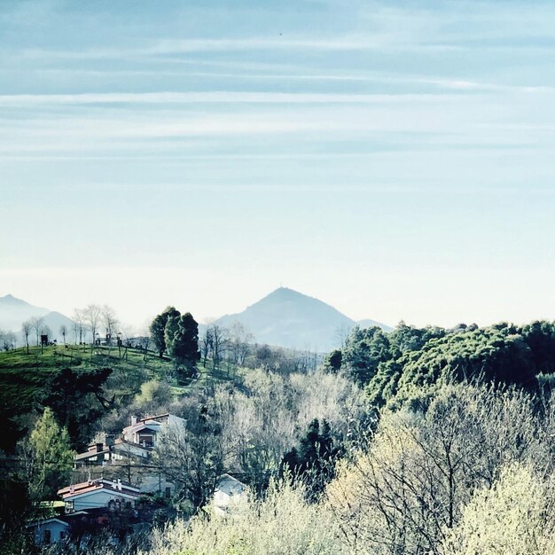 Foto alberi sul campo contro il cielo