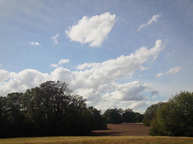 Trees on field against sky