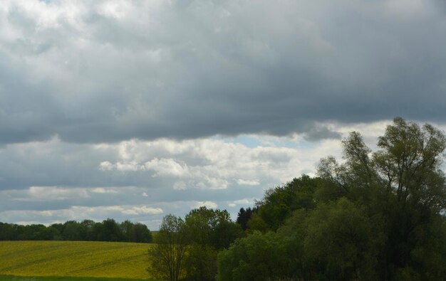 Trees on field against sky