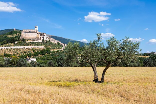 Foto alberi sul campo contro il cielo