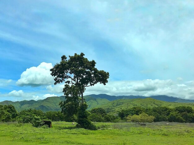 Trees on field against sky