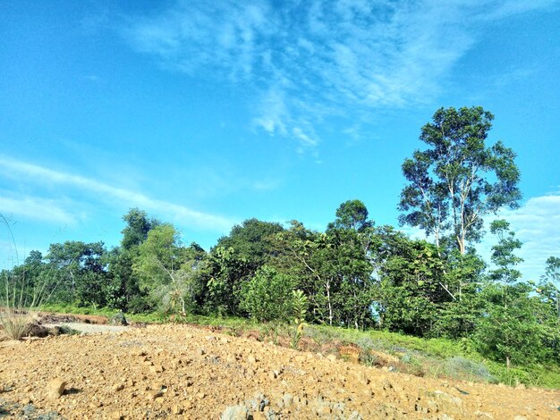 Trees on field against sky