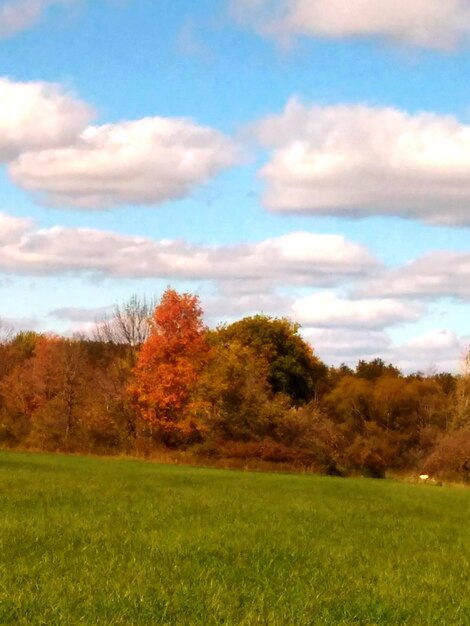 Trees on field against sky