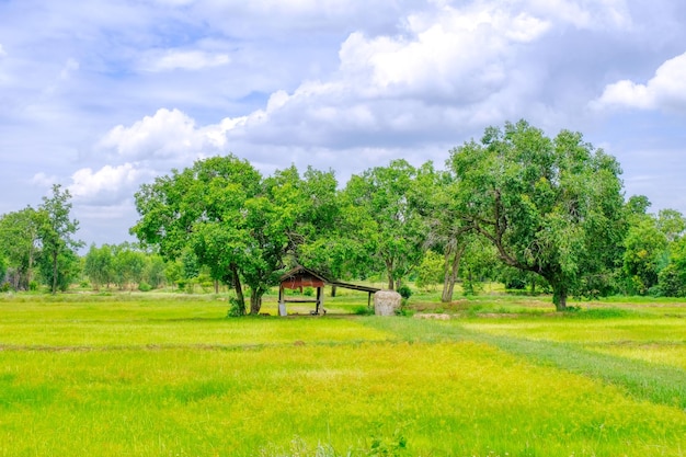 Photo trees on field against sky