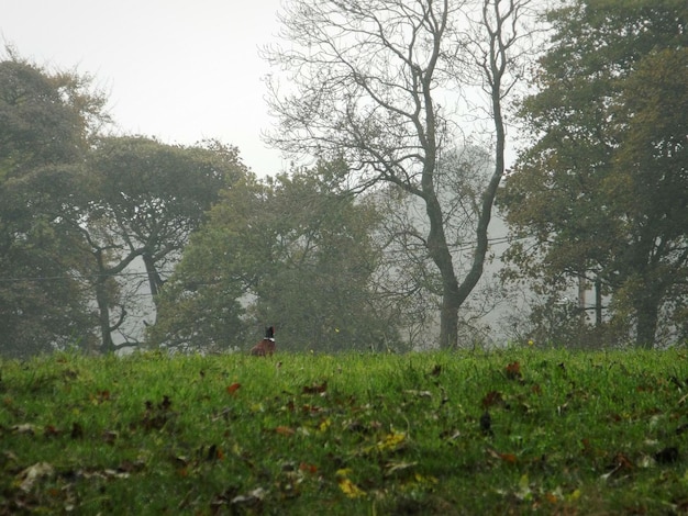 Trees on field against sky