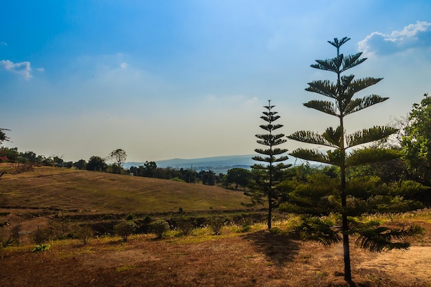 Foto alberi sul campo contro il cielo