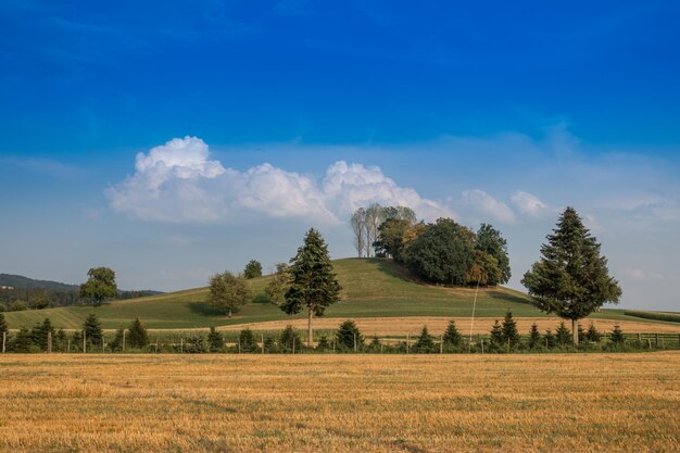 Trees on field against sky