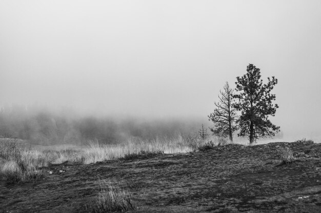 Photo trees on field against sky