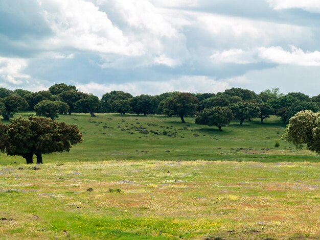 Trees on field against sky