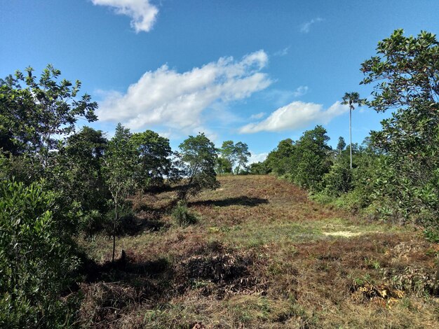 Trees on field against sky