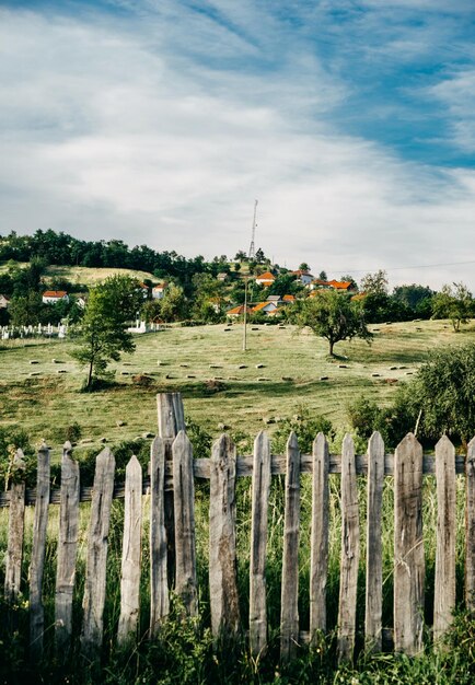 Foto alberi sul campo contro il cielo