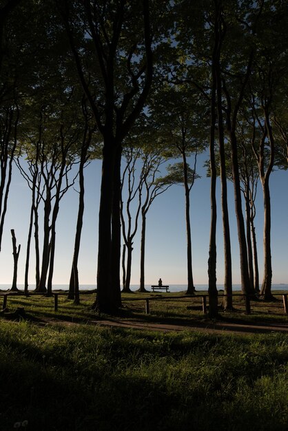 Photo trees on field against sky