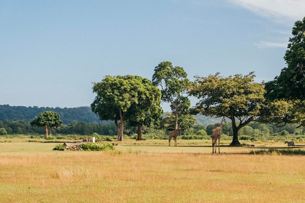 Photo trees on field against sky