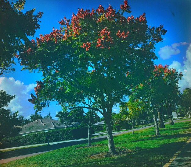 Trees on field against sky