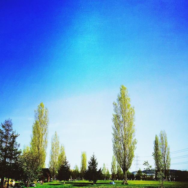 Trees on field against sky