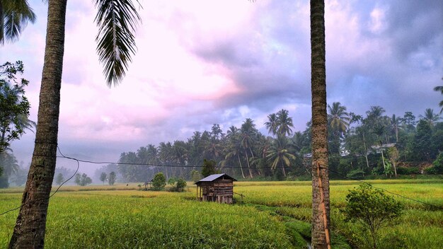 Photo trees on field against sky