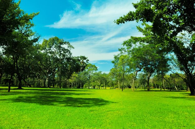 Trees on field against sky