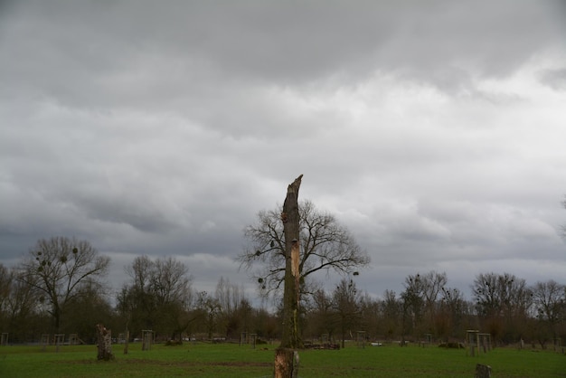 Photo trees on field against sky