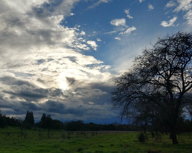 Trees on field against sky