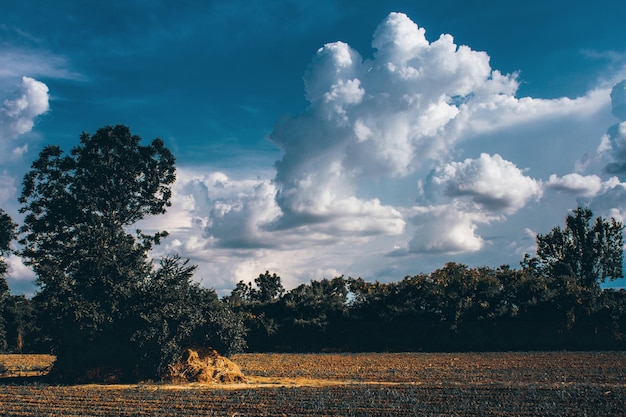 Trees on field against sky