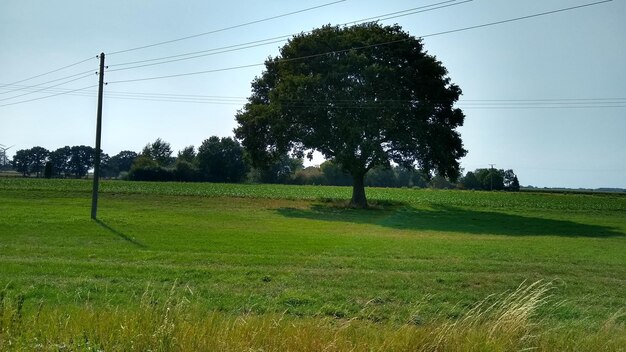 Trees on field against sky