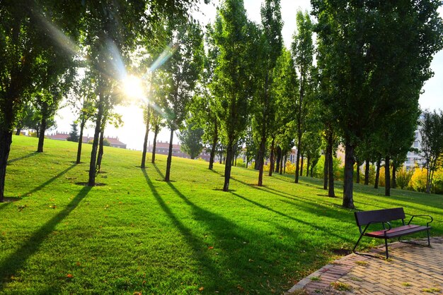 Foto alberi sul campo contro il cielo