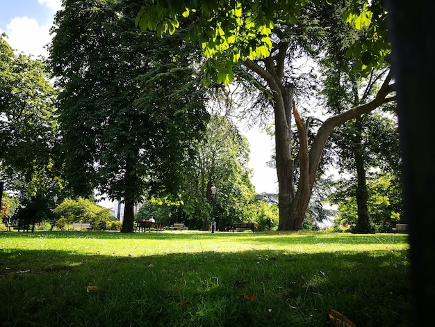 Trees on field against sky