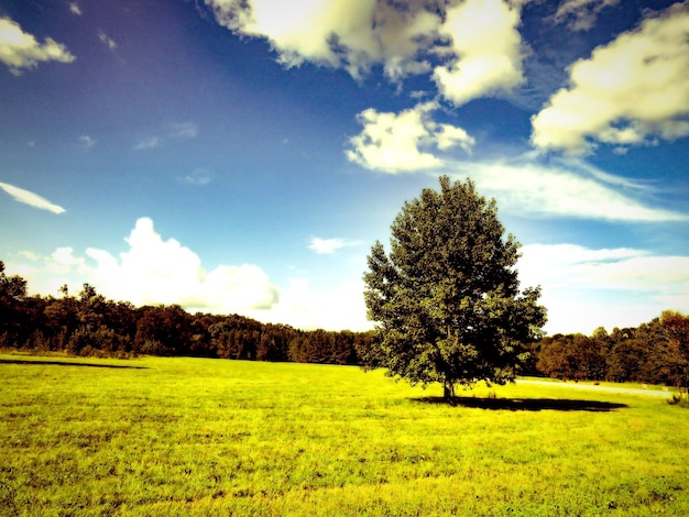 Foto alberi sul campo contro il cielo