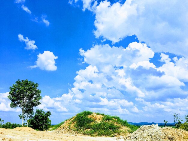 Trees on field against sky