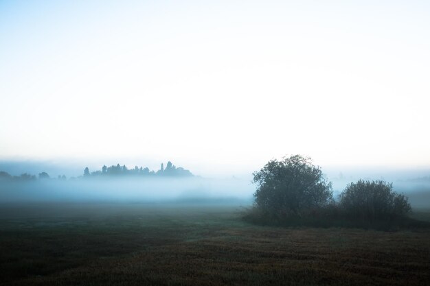 Photo trees on field against sky