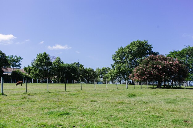 Trees on field against sky