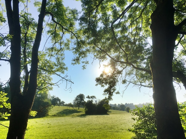 Foto alberi sul campo contro il cielo