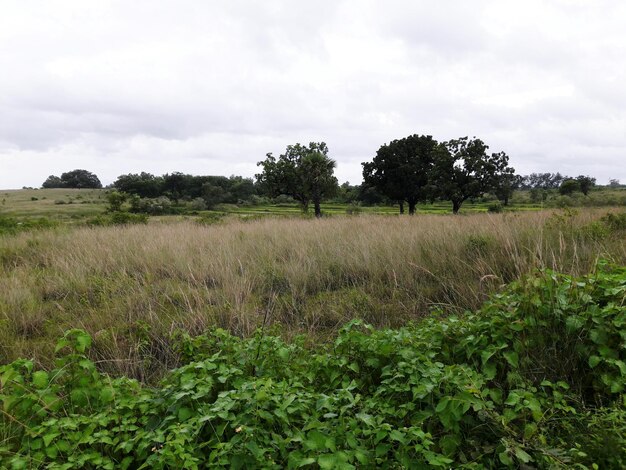 Photo trees on field against sky