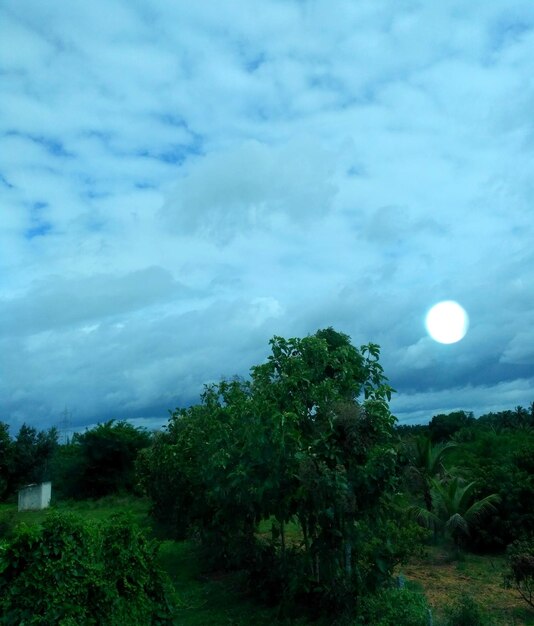 Trees on field against sky