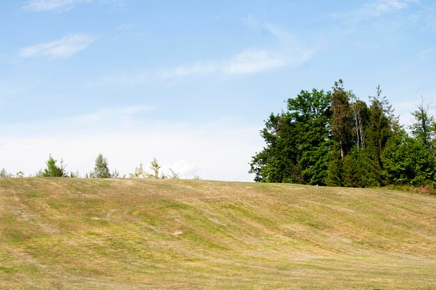 Trees on field against sky