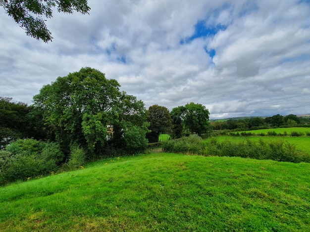 Trees on field against sky