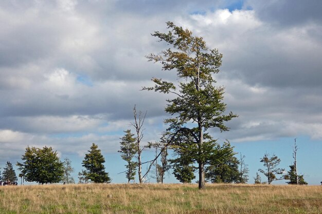 Trees on field against sky