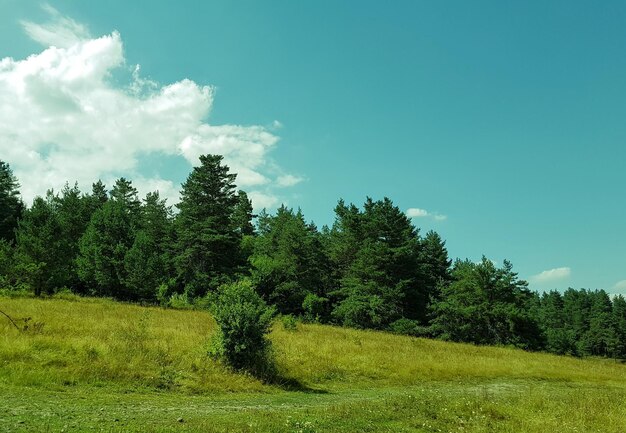 Photo trees on field against sky