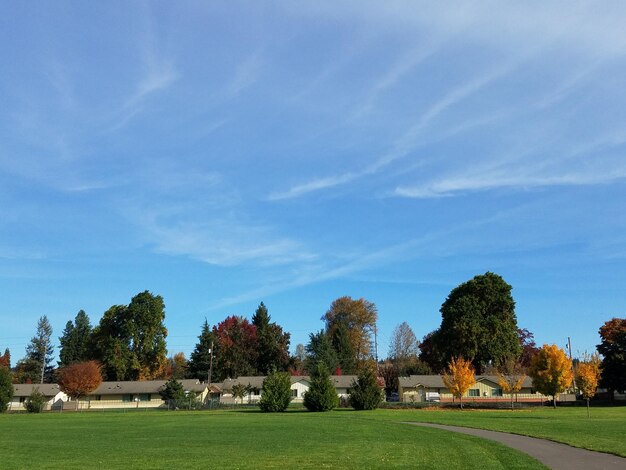 Foto alberi sul campo contro il cielo