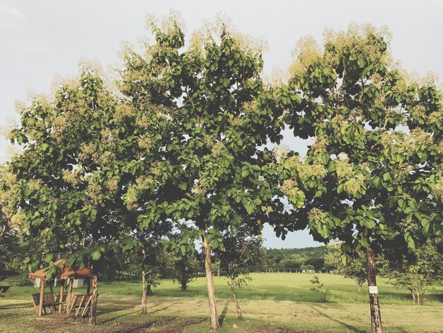 Photo trees on field against sky